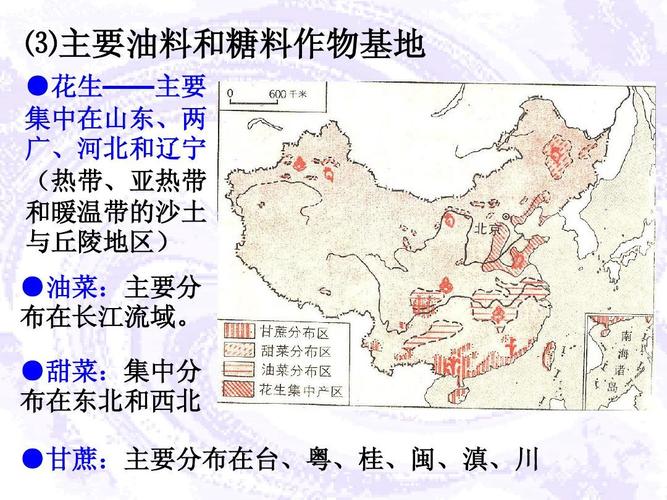 第六讲:中国农业ppt 高中地理 课件 图文并茂 ⑶主要油料和糖料作物