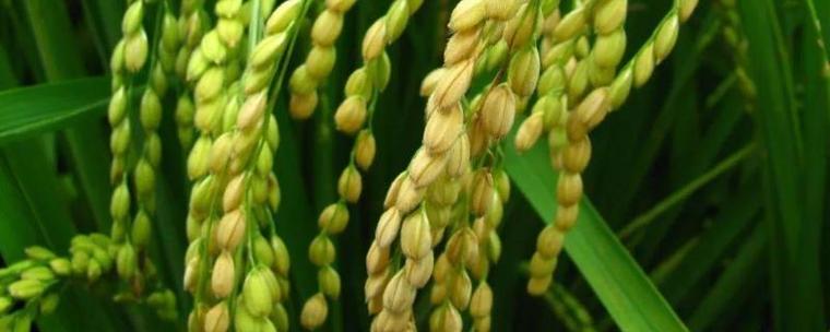 农作物的种植过程小米是什么农作物