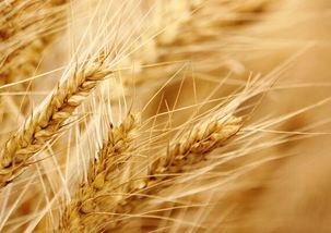 寒流对农产品价格影响有哪些