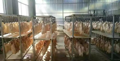 2011年 黑心烤鸭 团伙落网,成本不足5元月售万只 自己不敢吃