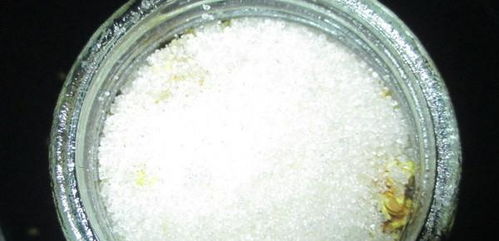 一把白糖,一份桂花,教你自制桂花酿,清香扑鼻,简单易学